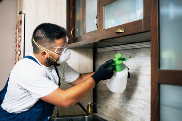 Best Flea Control Services  in Park Falls, WI