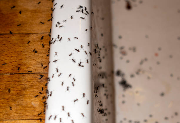 Best Best Pest Control Companies  in Park Falls, WI
