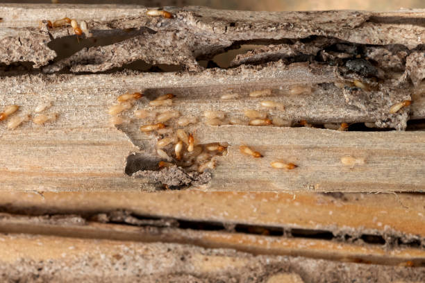 Best Affordable Pest Control Services  in Park Falls, WI