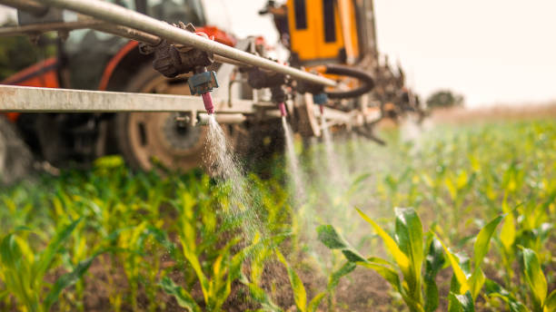 Best Ant Control Services  in Park Falls, WI